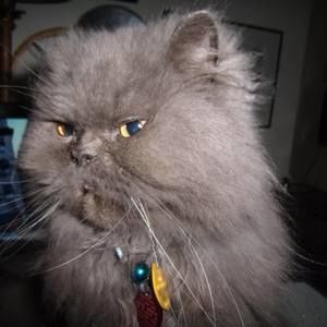 Meet your Posher, Sharon